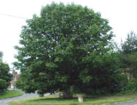 The Cross Tree, Finmere